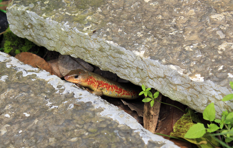 2017-04-10_141546 china-2017.jpg - Yangshuo - Chinesischer Skink (Plestiodon chinensis)